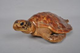 A taxidermy specimen of a Hawksbill Turtle, circa 1930 58 cm.