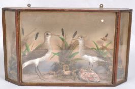 A cased taxidermy specimen of a male and female sandpiper, width 45.5cm, height 26.