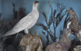 Taxidermy : Three fancy pigeons in a naturalistic style rock scene with grass,