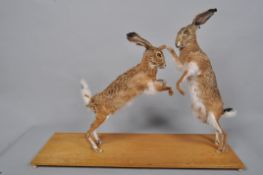 A taxidermy group of two boxing hares 63 cm.