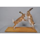 A taxidermy group of two boxing hares 63 cm.
