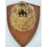 Taxidermy : An otter head (lontra canadensis), mounted on a panel,