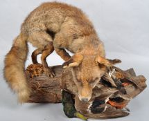 A taxidermy specimen of a fox attacking a mallard on naturalistic wood base, width 73cm,