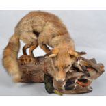 A taxidermy specimen of a fox attacking a mallard on naturalistic wood base, width 73cm,