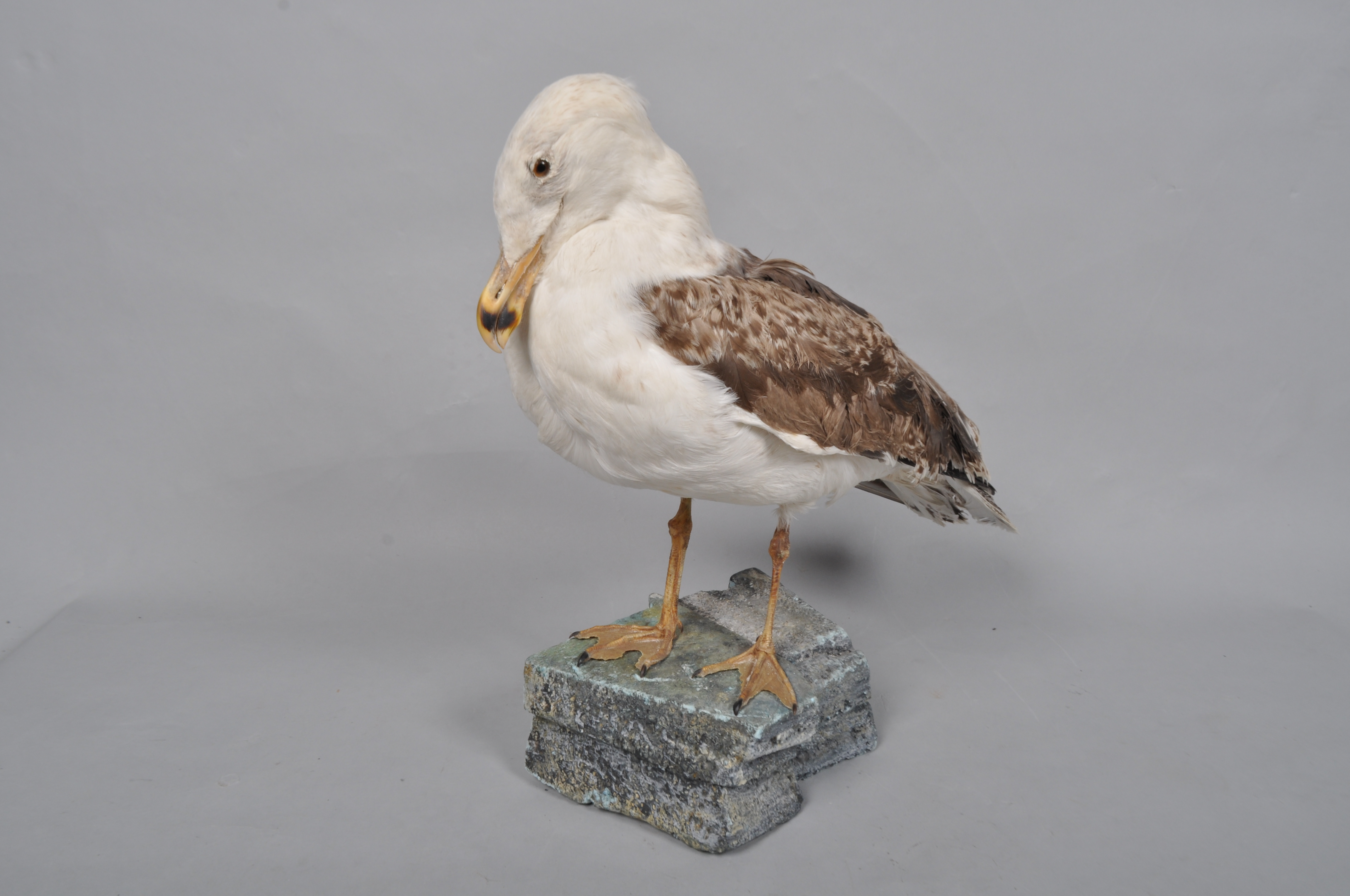 A taxidermy specimen of a large Juvenile Herring Gull 60 cm.