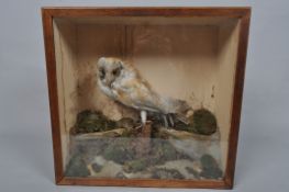 A cased taxidermy specimen of a barn owl on naturalistic setting, circa 1930,