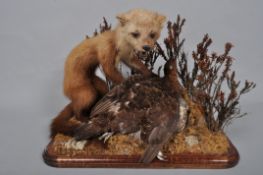 A taxidermy group of a Pine Marten surprising a grouse, in naturalistic setting 50 cm.