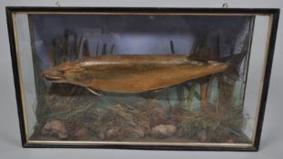 A late 19th century Taxidermy of a pike, in glazed case, of large size,