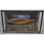 A late 19th century Taxidermy of a pike, in glazed case, of large size,