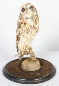 Taxidermy, A Tawny owl, mounted on a branch and mossy ground, on an ebonised circular stand,
