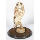 Taxidermy, A Tawny owl, mounted on a branch and mossy ground, on an ebonised circular stand,