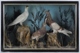 Taxidermy : Three fancy pigeons in a naturalistic style rock scene with grass,