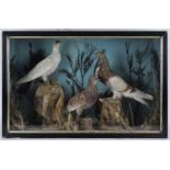 Taxidermy : Three fancy pigeons in a naturalistic style rock scene with grass,