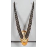 A pair of mounted Ibex antlers and a skull on shaped oak mount,