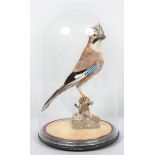 Taxidermy : A Jay, in glass dome and on ebonised base, mounted on a branch and mossy ground,