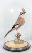 Taxidermy : A Jay, in glass dome and on ebonised base, mounted on a branch and mossy ground,