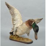 A taxidermy of a duck, wings outstretched, on base, height 48cm,