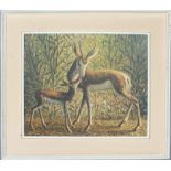 A print on board of a deer and fawn in woodland landscape, within cream painted wooded box frame,