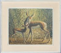 A print on board of a deer and fawn in woodland landscape, within cream painted wooded box frame,