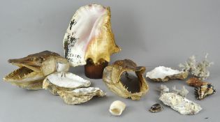 A collection of assorted shells to include two large taxidermy fish heads. Largest measures; 25cm.