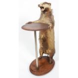 Taxidermy : A taxidermy Badger, mounted as an occasional table, early 20th century,