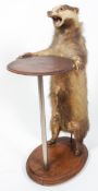 Taxidermy : A taxidermy Badger, mounted as an occasional table, early 20th century,