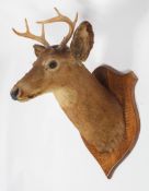 Taxidermy : An oak mounted taxidermy deer, circa 1900,