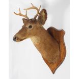 Taxidermy : An oak mounted taxidermy deer, circa 1900,