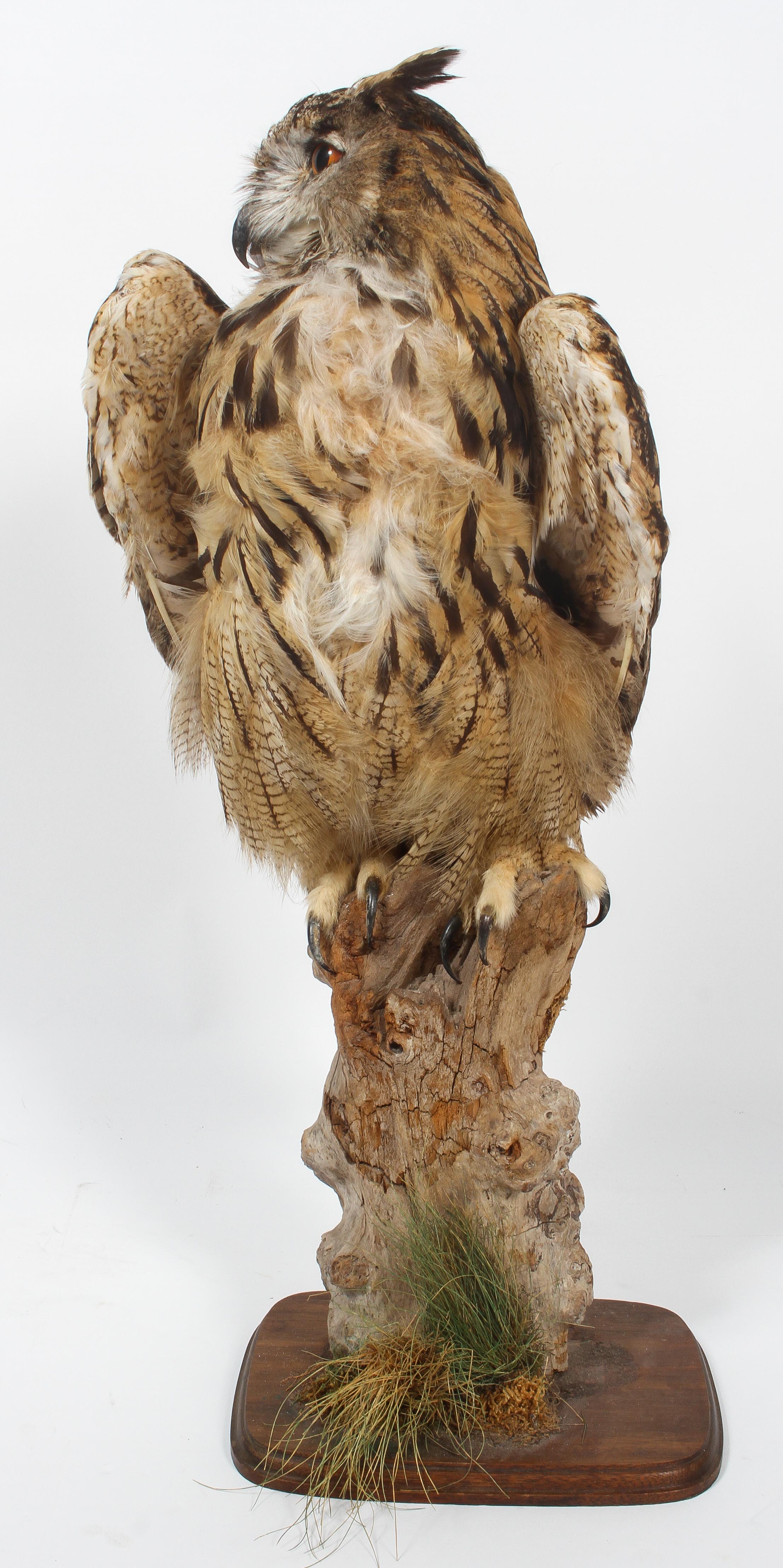 Taxidermy : An eagle owl, naturalistically modelled, turned to its left, on a tree stump,