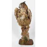 Taxidermy : An eagle owl, naturalistically modelled, turned to its left, on a tree stump,