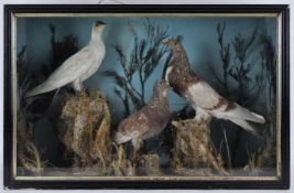 Taxidermy : Three fancy Pigeons in a naturalistic style rock scene with grass,