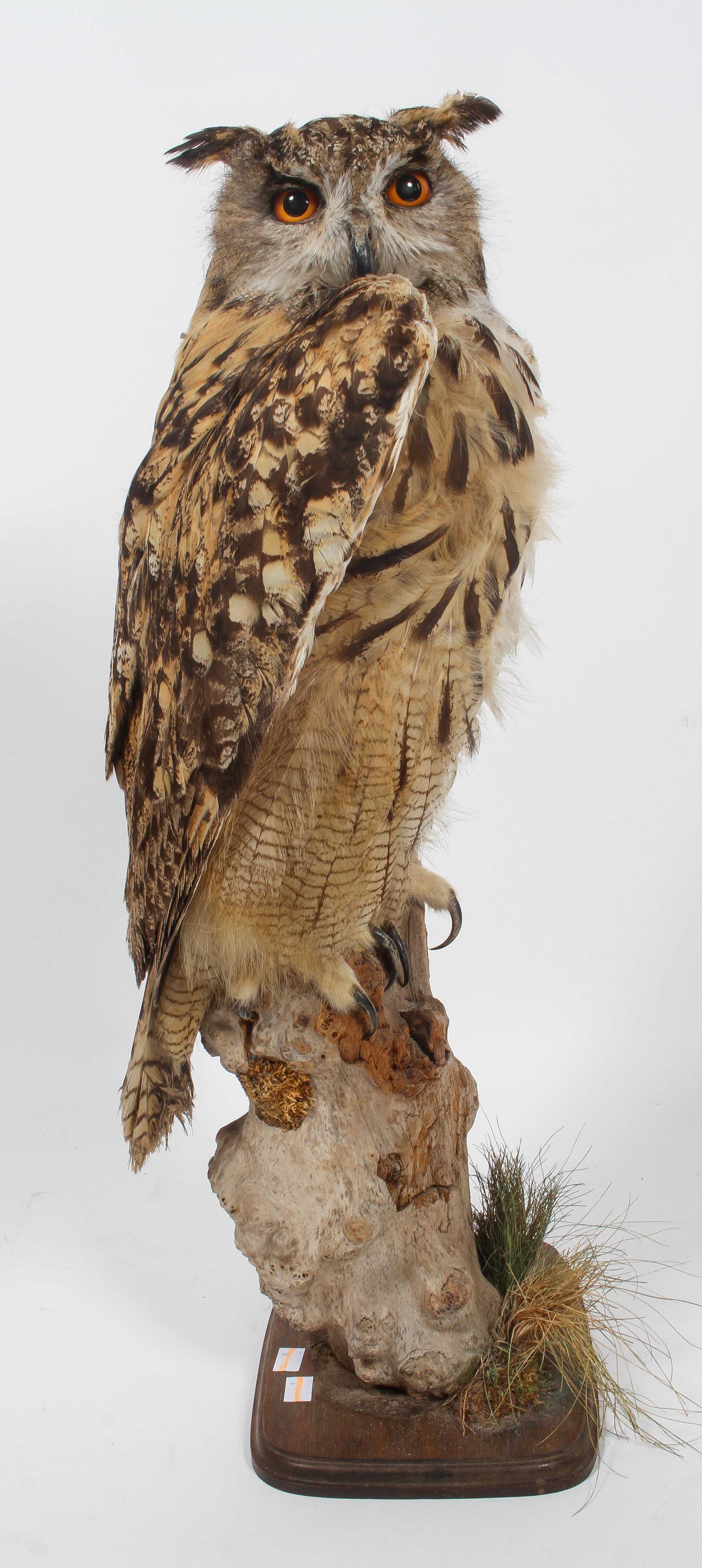 Taxidermy : An eagle owl, naturalistically modelled, turned to its left, on a tree stump, - Image 2 of 2
