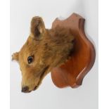 Taxidermy : A taxidermy of a Fox's head, mounted on an oak shield, wall mount,