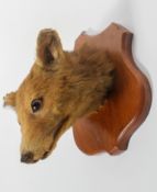 Taxidermy : A taxidermy of a Fox's head, mounted on an oak shield, wall mount,
