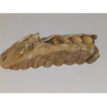 A mammoth tooth, 6".