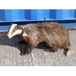 A taxidermy specimen of a badger, 22" across.