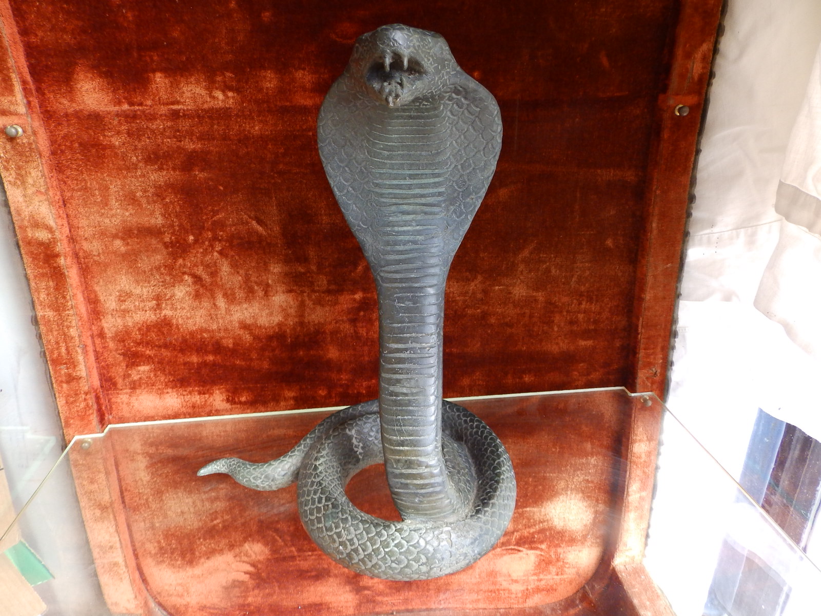 A brass study of a coiled cobra, 12.5" high.