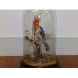 A Victorian taxidermy specimen of a crested bird under a damaged glass dome, 12" overall height.