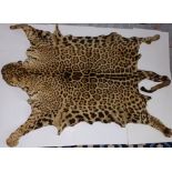 An old leopard skin, complete with head & claws, believed to be at least early 20thC, 83" overall