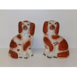 A pair of Victorian Staffordshire brown & white spaniels, 9" high.