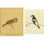 Two ornithological studies, watercolours, one titled "Fringilla Cisalpina",