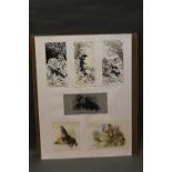 Heinz Schroder 3 lino cuts, 2 watercolours and print, depicting hawks, falcons, eagle, etc.