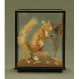 Taxidermy - A cased red squirrel. Case 32 cm x 39 cm x 18 cm.