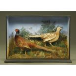 Taxidermy - A cased pair of cock and hen pheasants, bearing label "Preserved by T Roberts, Norwich".