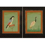 A pair of Eastern watercolour bird studies. Each 17 cm x 13 cm, framed.