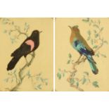 A pair of feather and watercolour pictures, "Red Wing Blackbird" and "Jay".