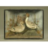 A Victorian cased pair of pintail ducks. 75 cm x 57.5 cm x 29 cm.