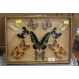 Cased set of butterflies