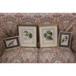 Two botanical prints and two bird prints