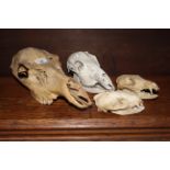 A Sheep skull, 36 cm long and three other small mammal skulls.